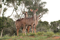 a quorum of Kudus (source http://bit.ly/1nghnwf )